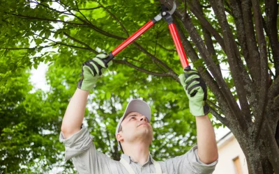 Why Choose Tree Care Services Sandpoint ID?